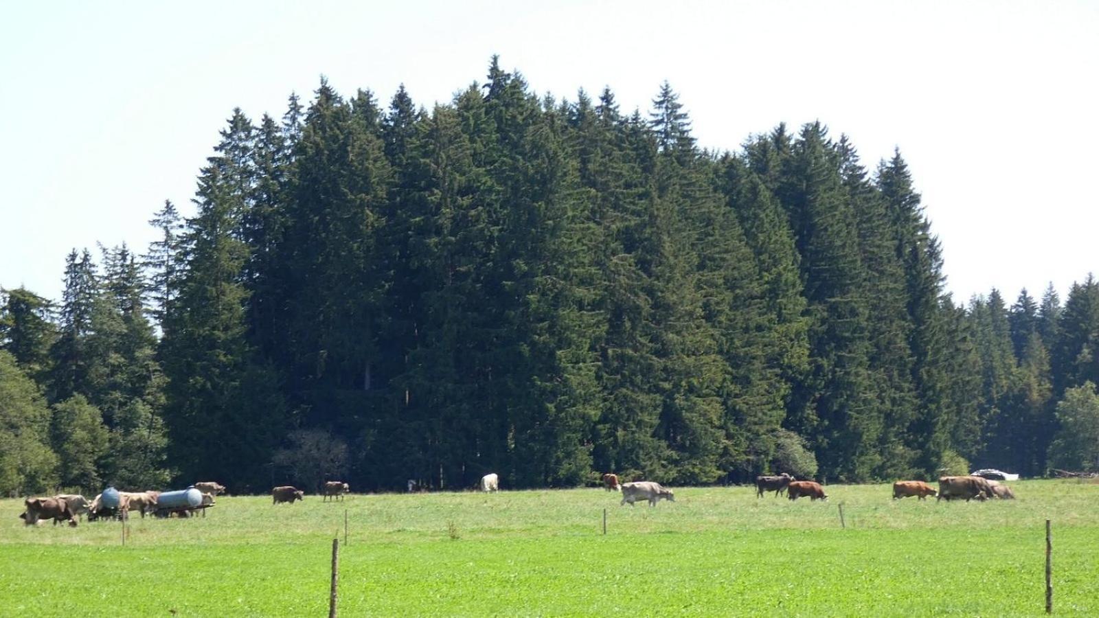 Ferienwohnung Nr 5, Lechbruck-Gruendl, Allgaeu Prem المظهر الخارجي الصورة